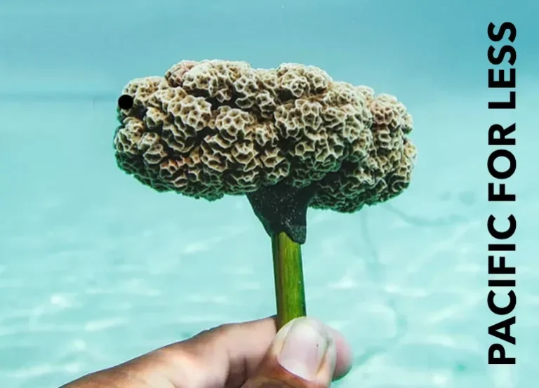 Adopt a coral with the Coral Gardeners