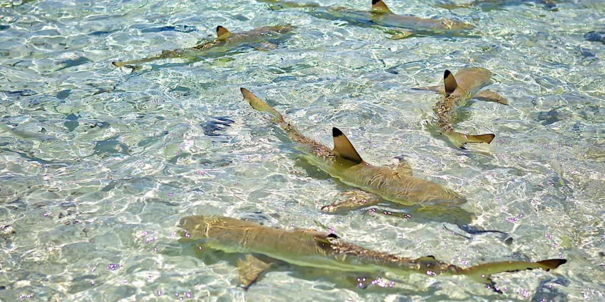 Rangiroa – surrounded in blue