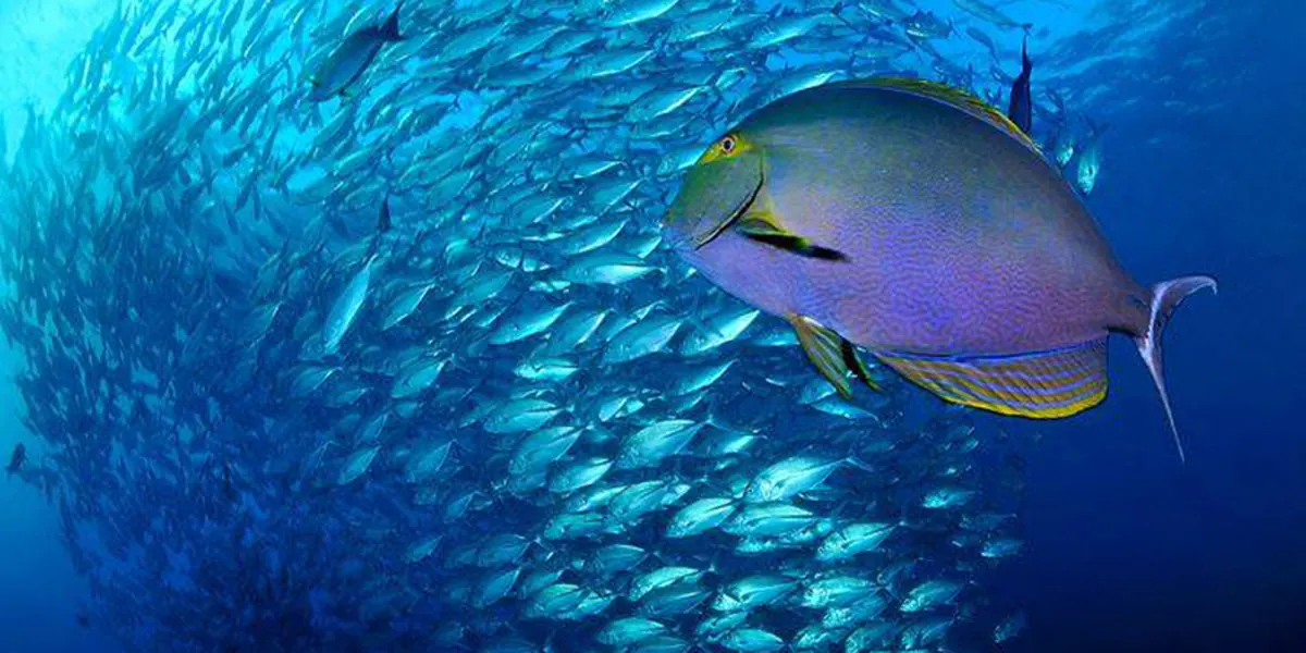 Rangiroa – surrounded in blue (3)