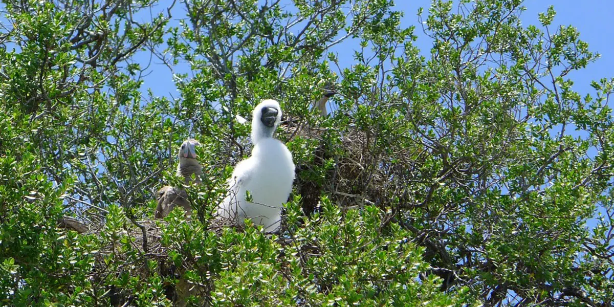 Tikehau – island of pink sands (3)