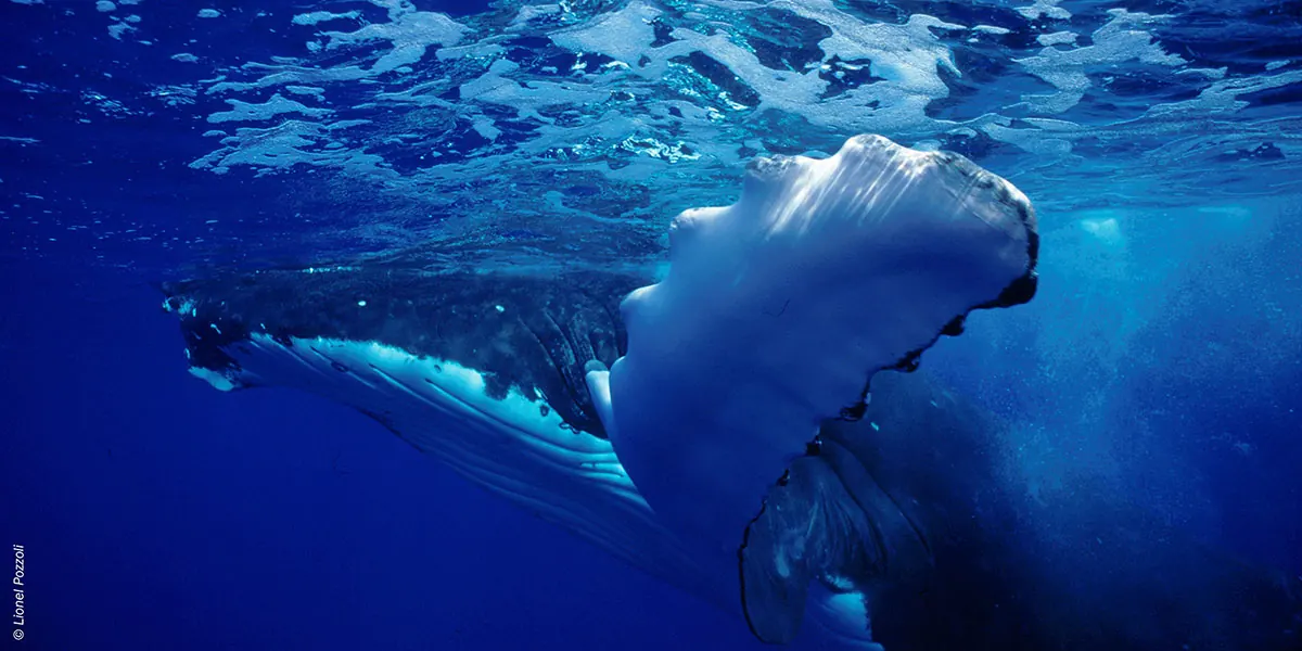 Dr. Poole – Wild Dolphin and Whale Watch (2)