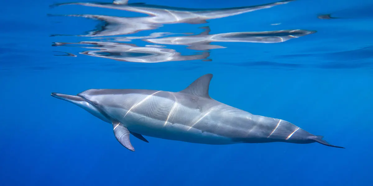 Dr. Poole – Wild Dolphin and Whale Watch