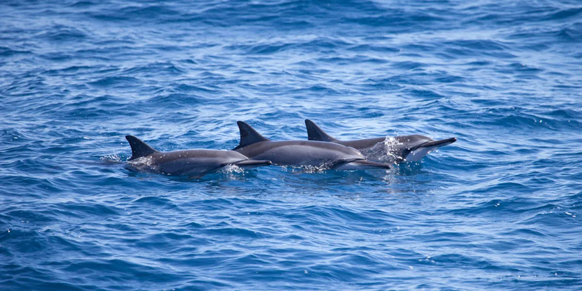 Dr. Poole – Wild Dolphin and Whale Watch (3)